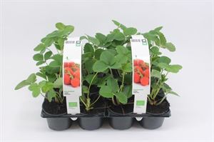 Afbeelding van Aardbei vroeg "Rumba" Bio